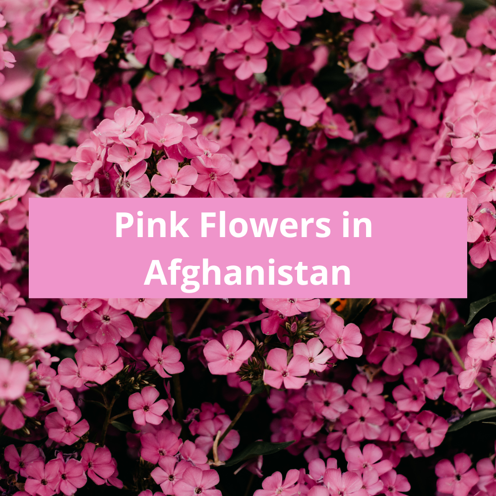 Pink-Flowers-in-Afghanistan