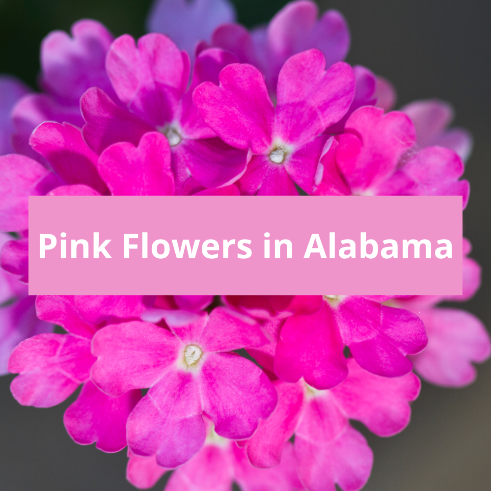Pink-Flowers-in-Alabama