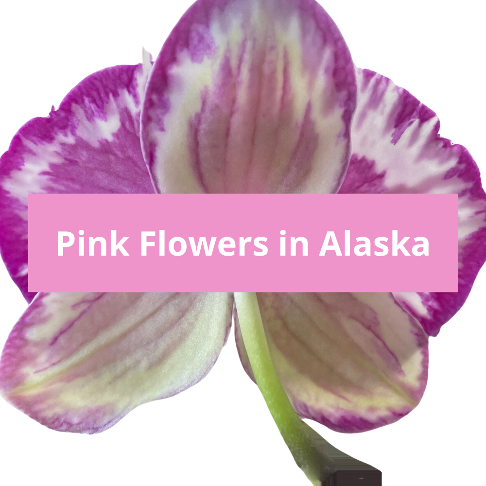 Pink-Flowers-in-Alaska