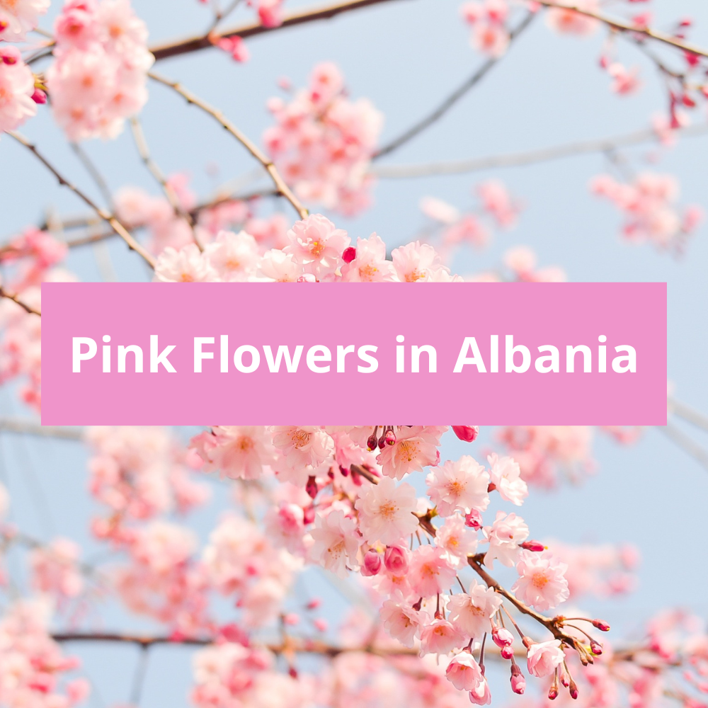 Pink-Flowers-in-Albania