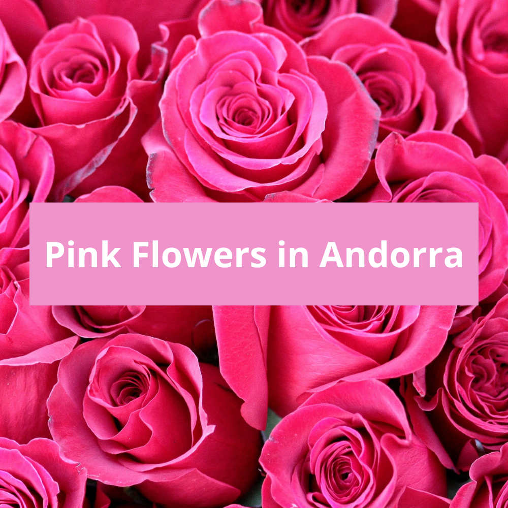 Pink-Flowers-in-Andorra
