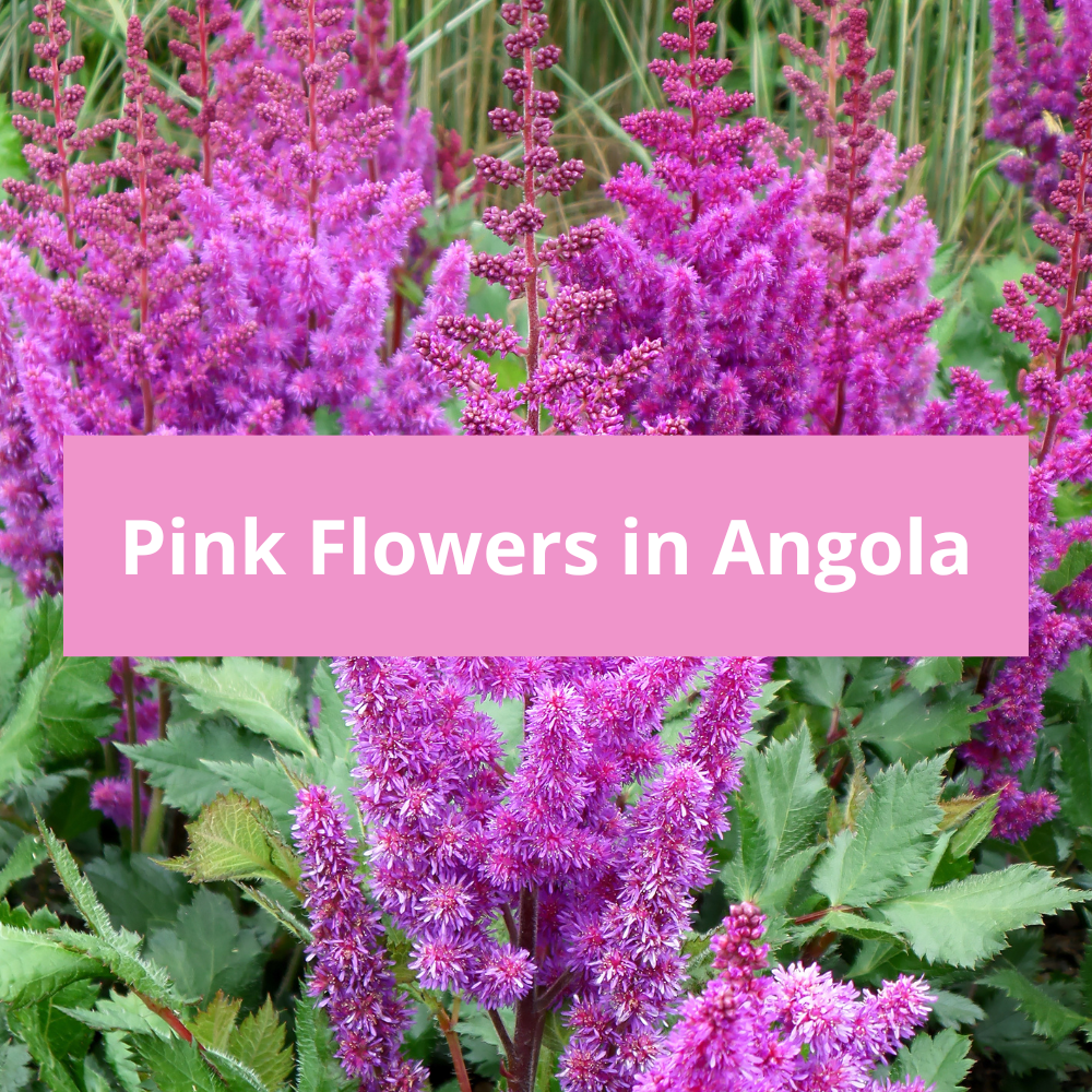 Pink-Flowers-in-Angola