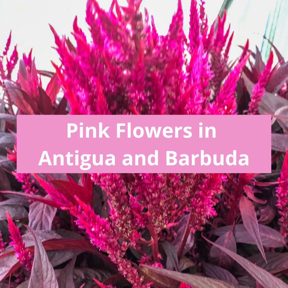 Pink-Flowers-in-Antigua-and-Barbuda