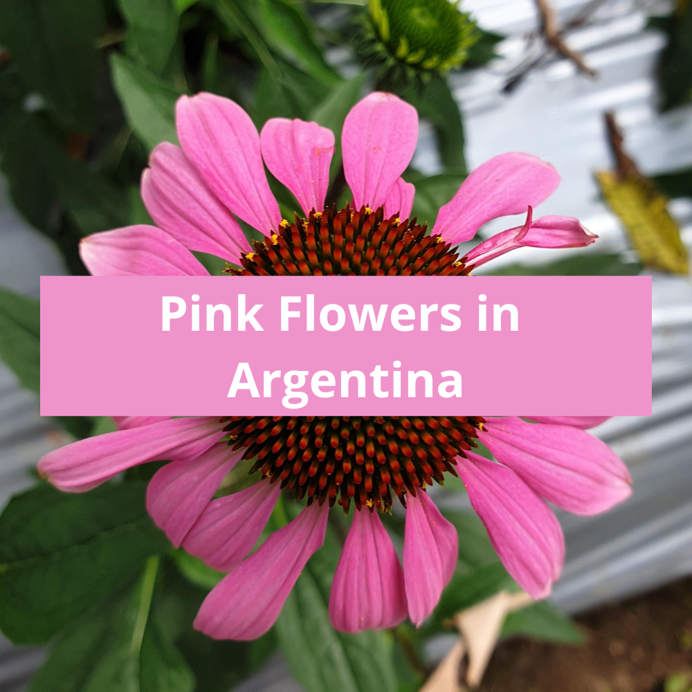 Pink-Flowers-in-Argentina