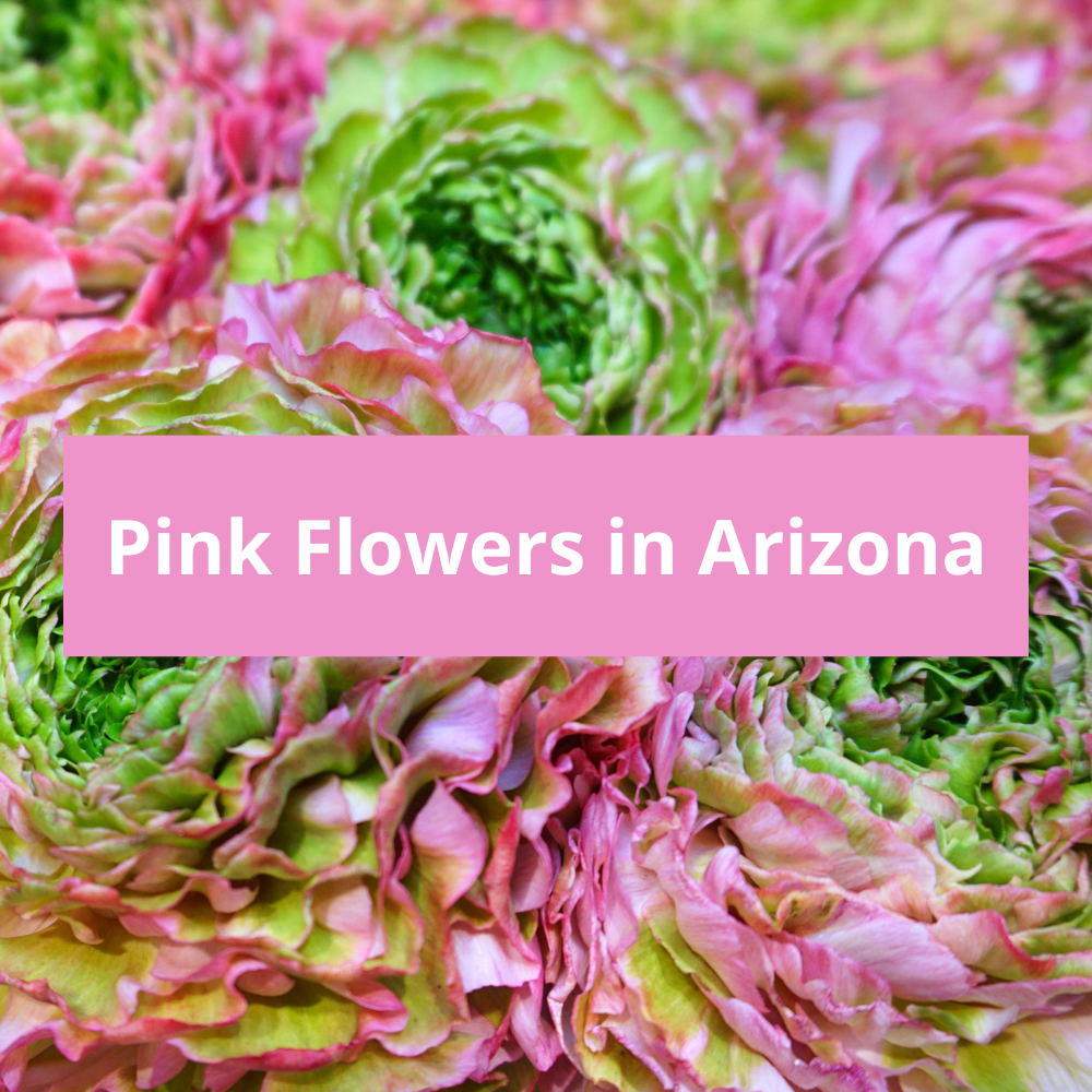 Pink-Flowers-in-Arizona