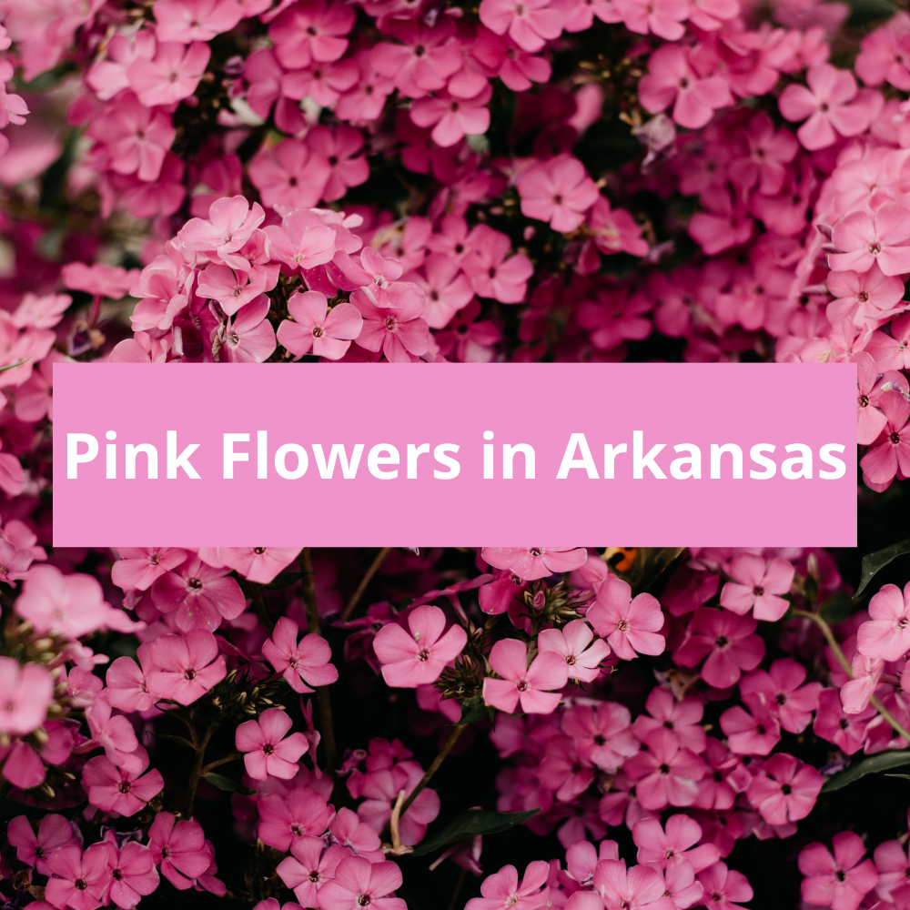 Pink-Flowers-in-Arkansas