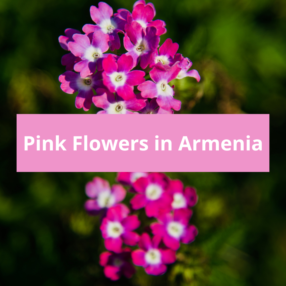 Pink-Flowers-in-Armenia