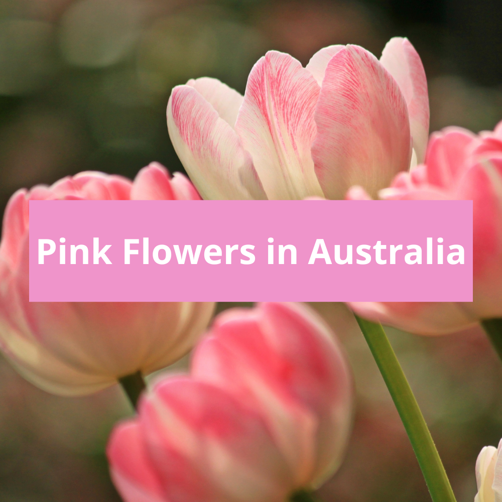 Pink-Flowers-in-Australia