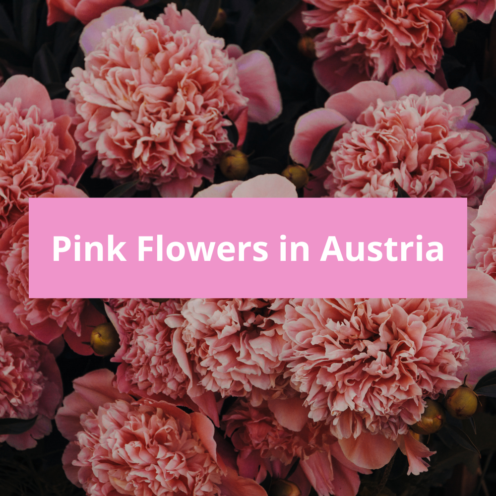 Pink-Flowers-in-Austria