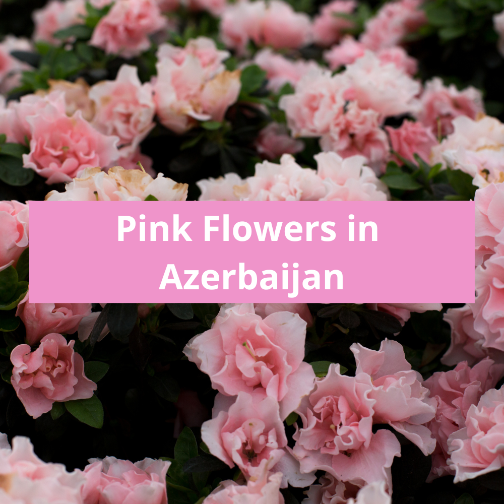 Pink-Flowers-in-Azerbaijan