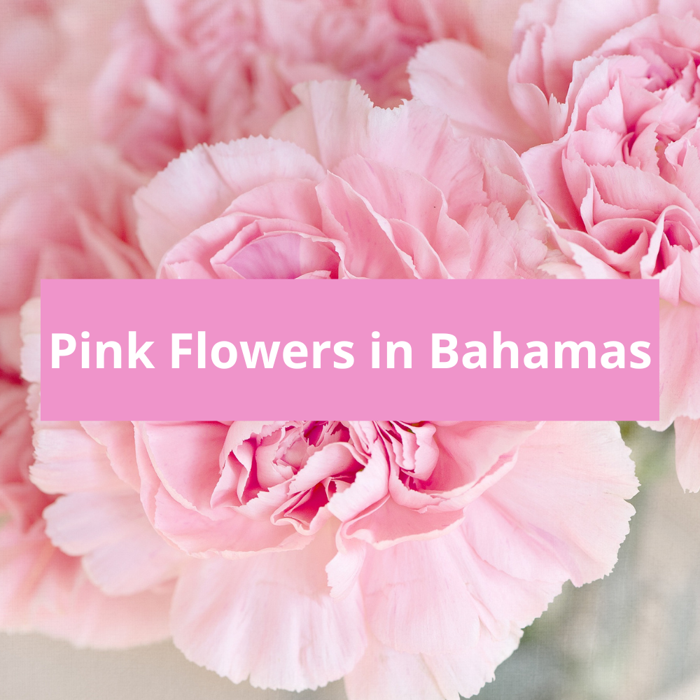 Pink-Flowers-in-Bahamas