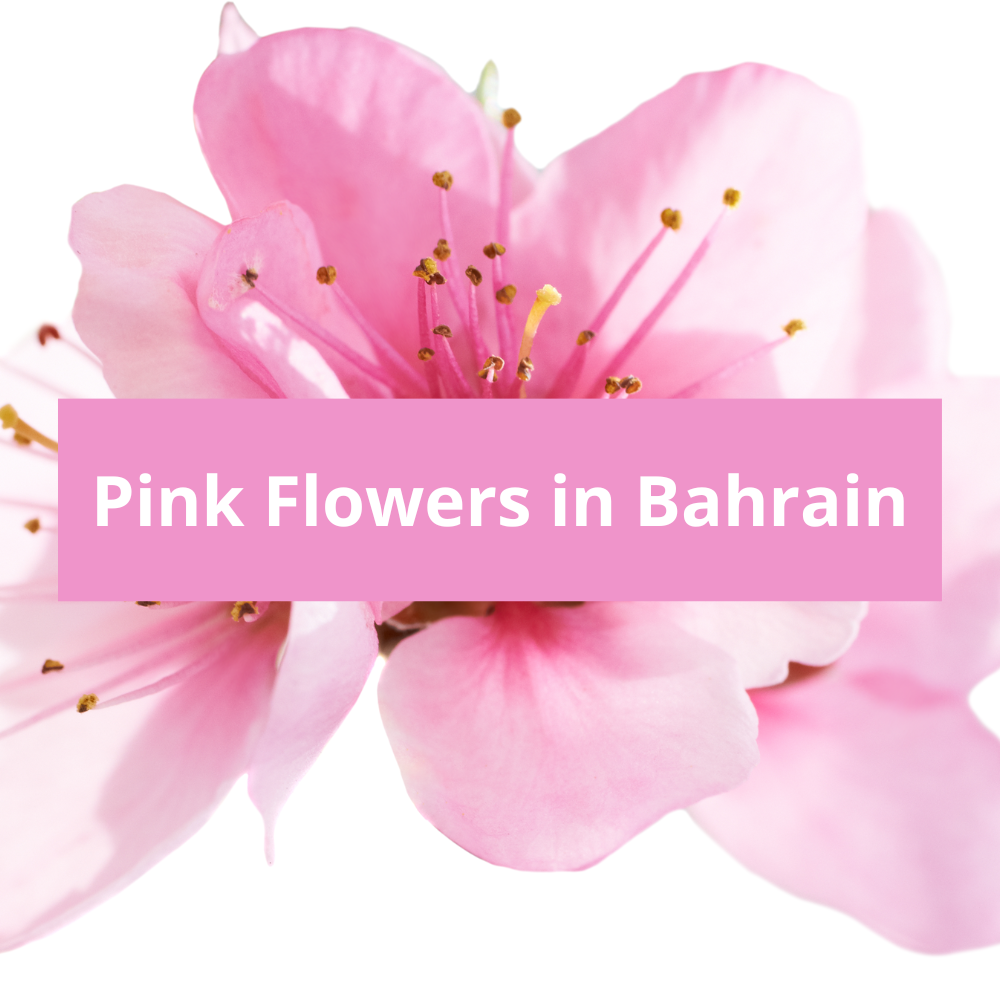 Pink-Flowers-in-Bahrain