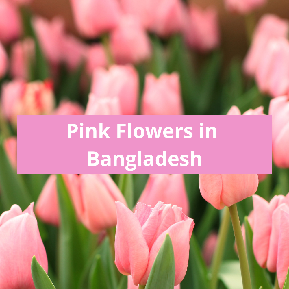 Pink-Flowers-in-Bangladesh