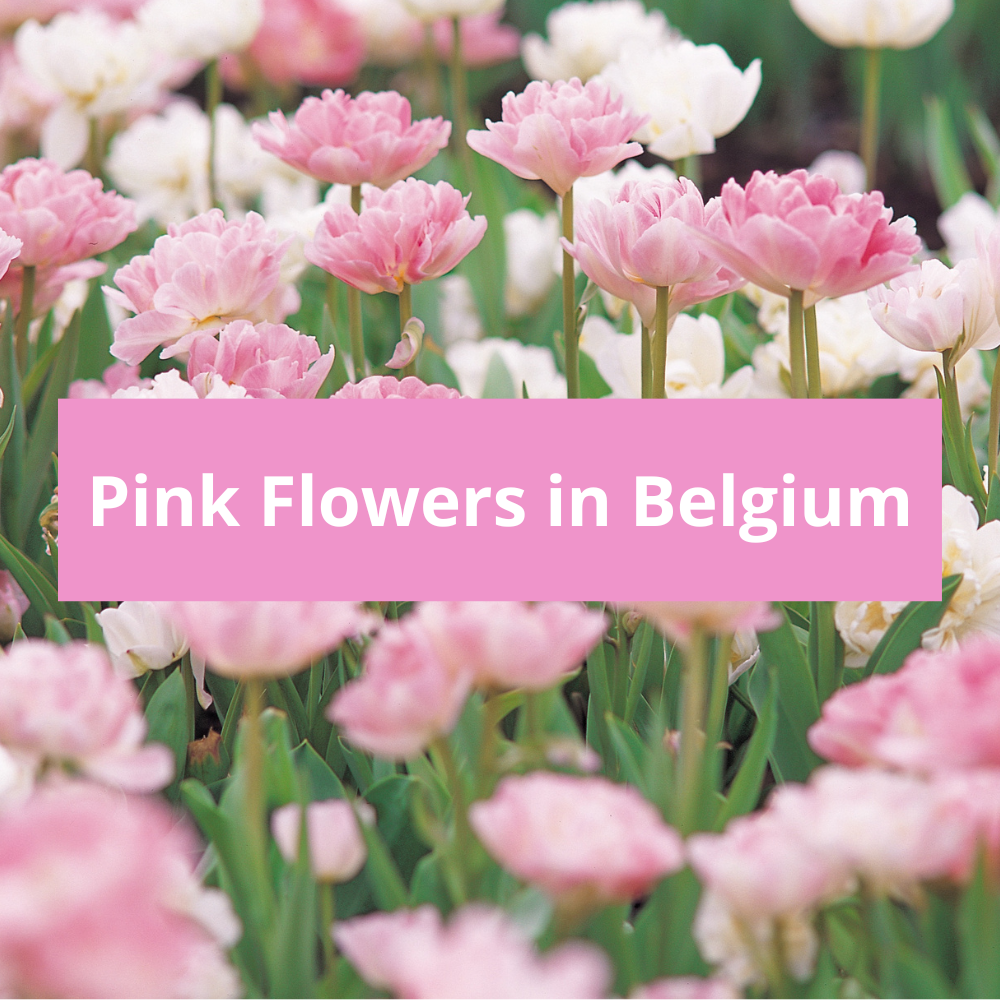 Pink-Flowers-in-Belgium