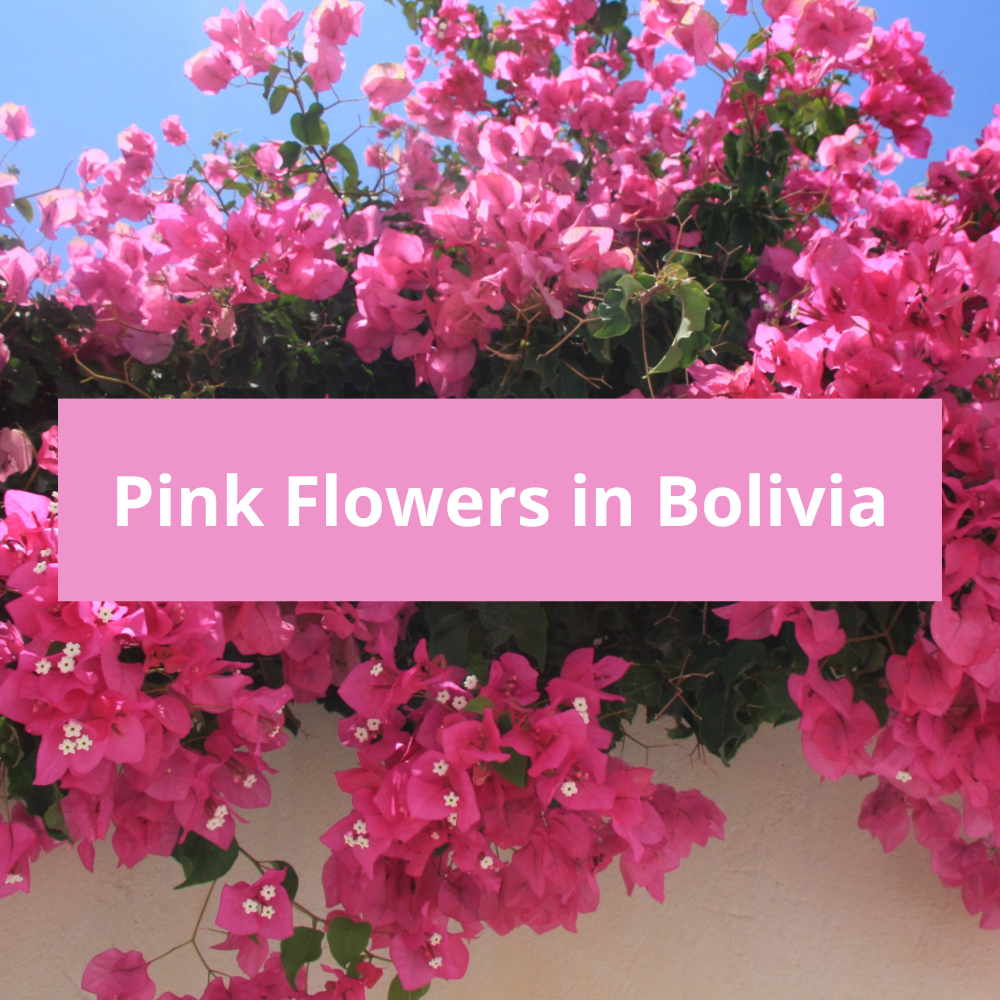 Pink-Flowers-in-Bolivia