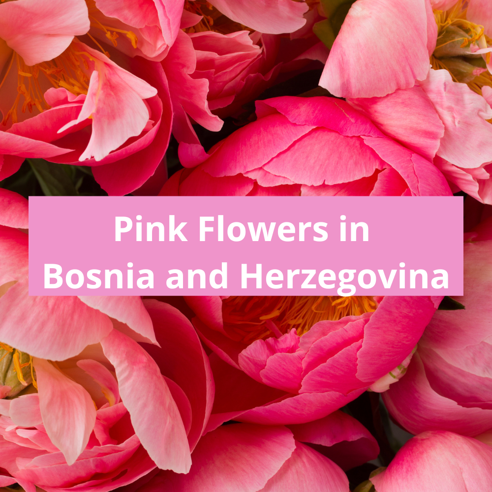 Pink-Flowers-in-Bosnia-and-Herzegovina