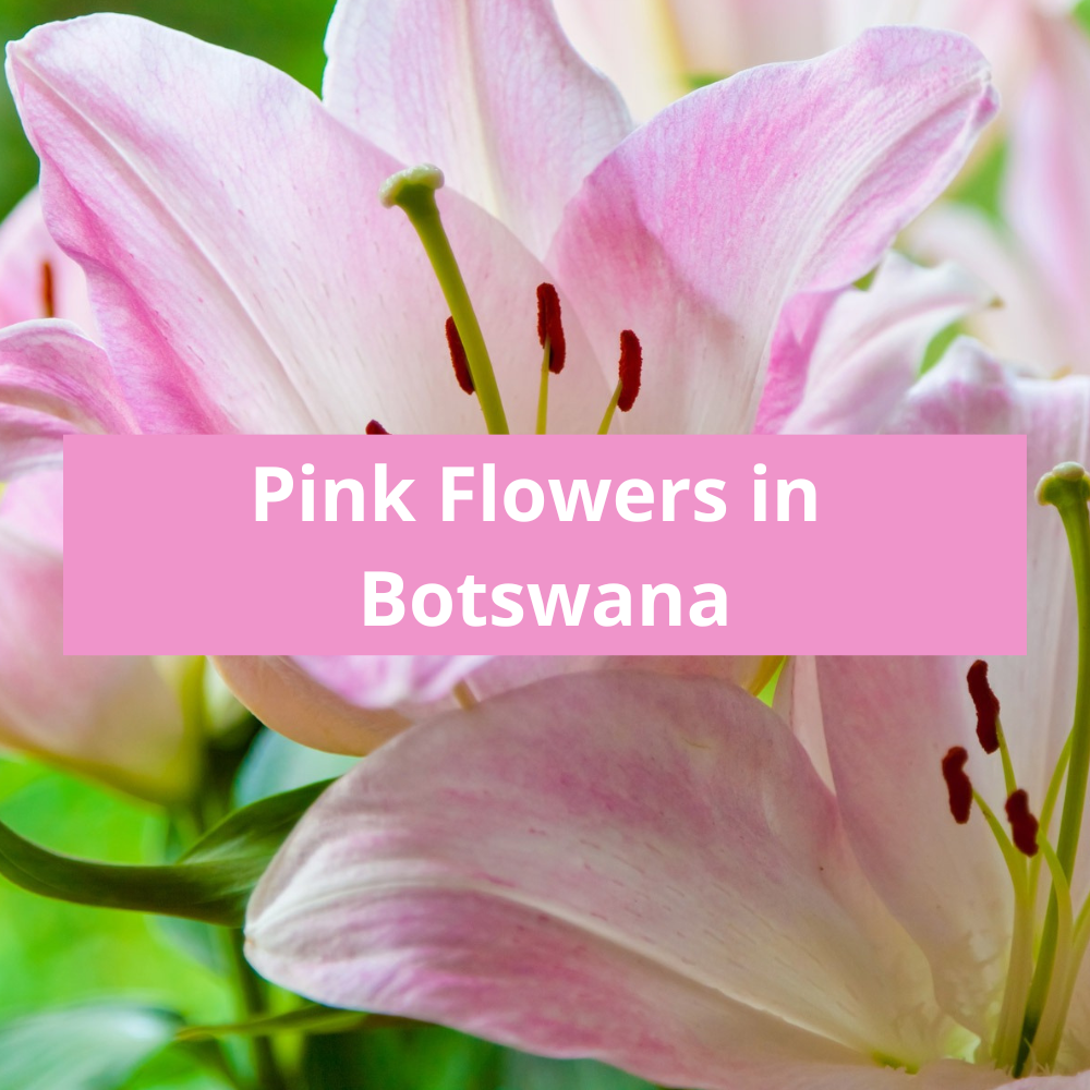 Pink-Flowers-in-Botswana
