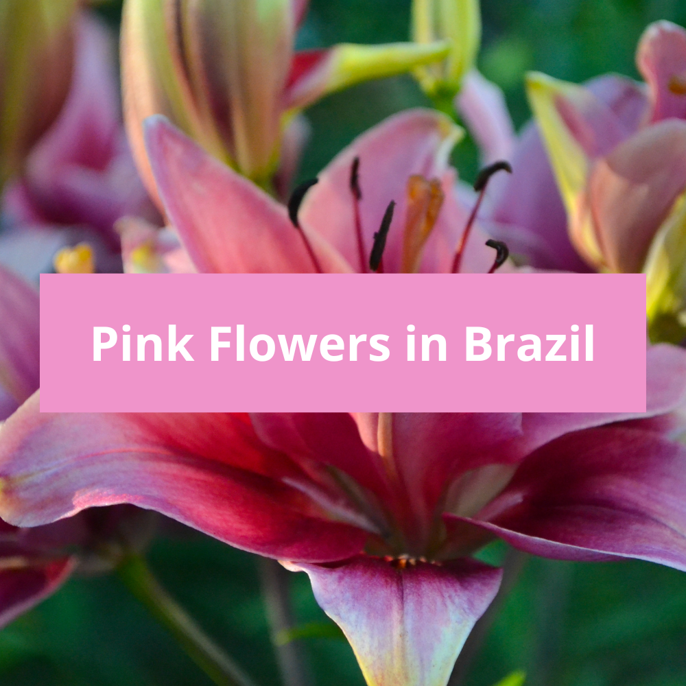 Pink-Flowers-in-Brazil