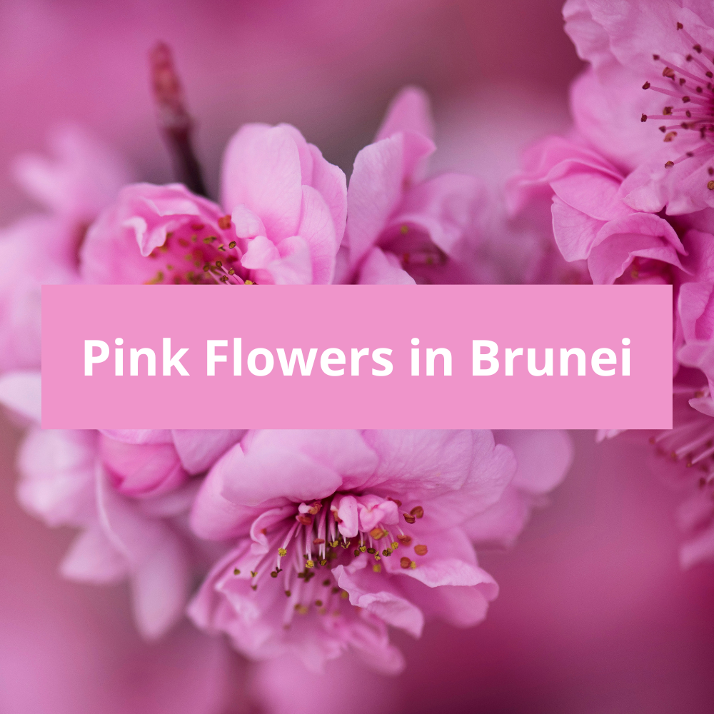 Pink-Flowers-in-Brunei