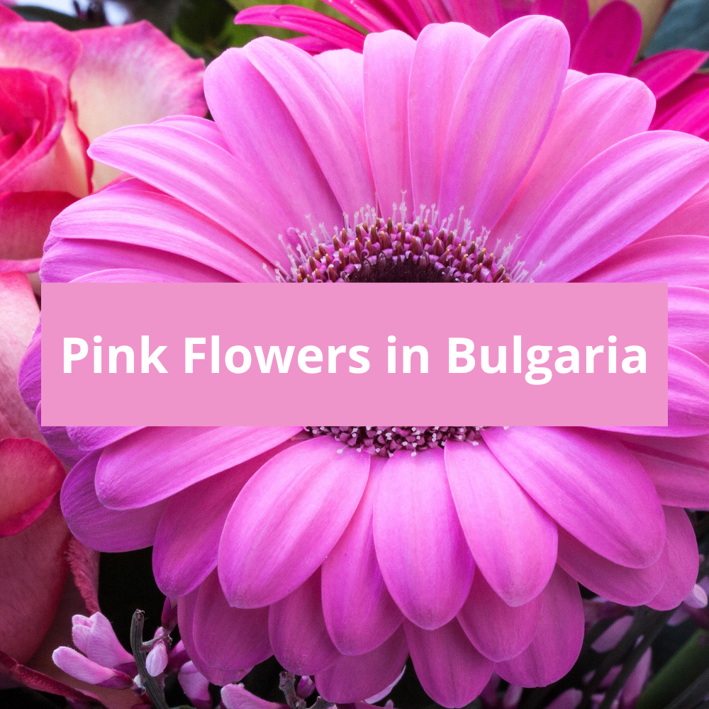 Pink-Flowers-in-Bulgaria
