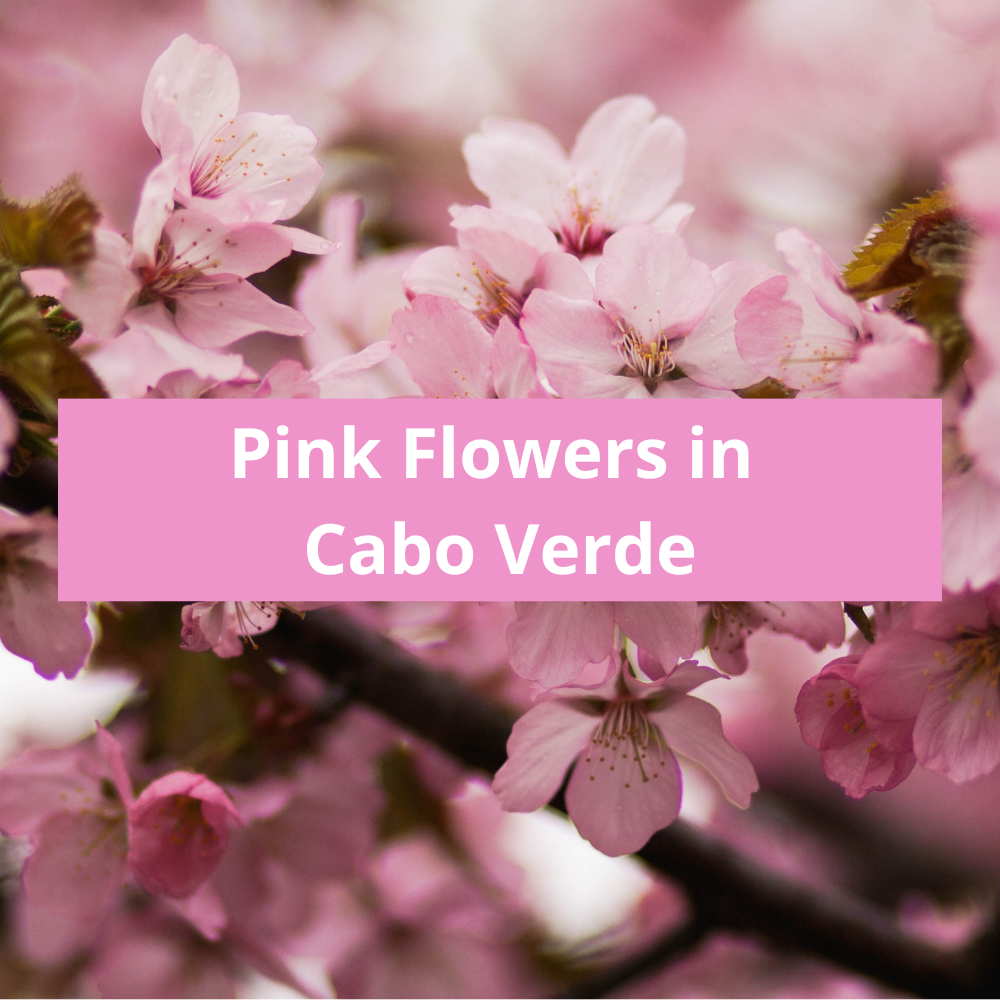 Pink-Flowers-in-Cabo-Verde