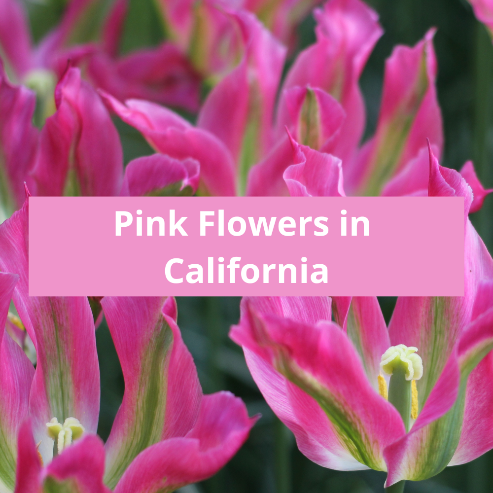 Pink-Flowers-in-California