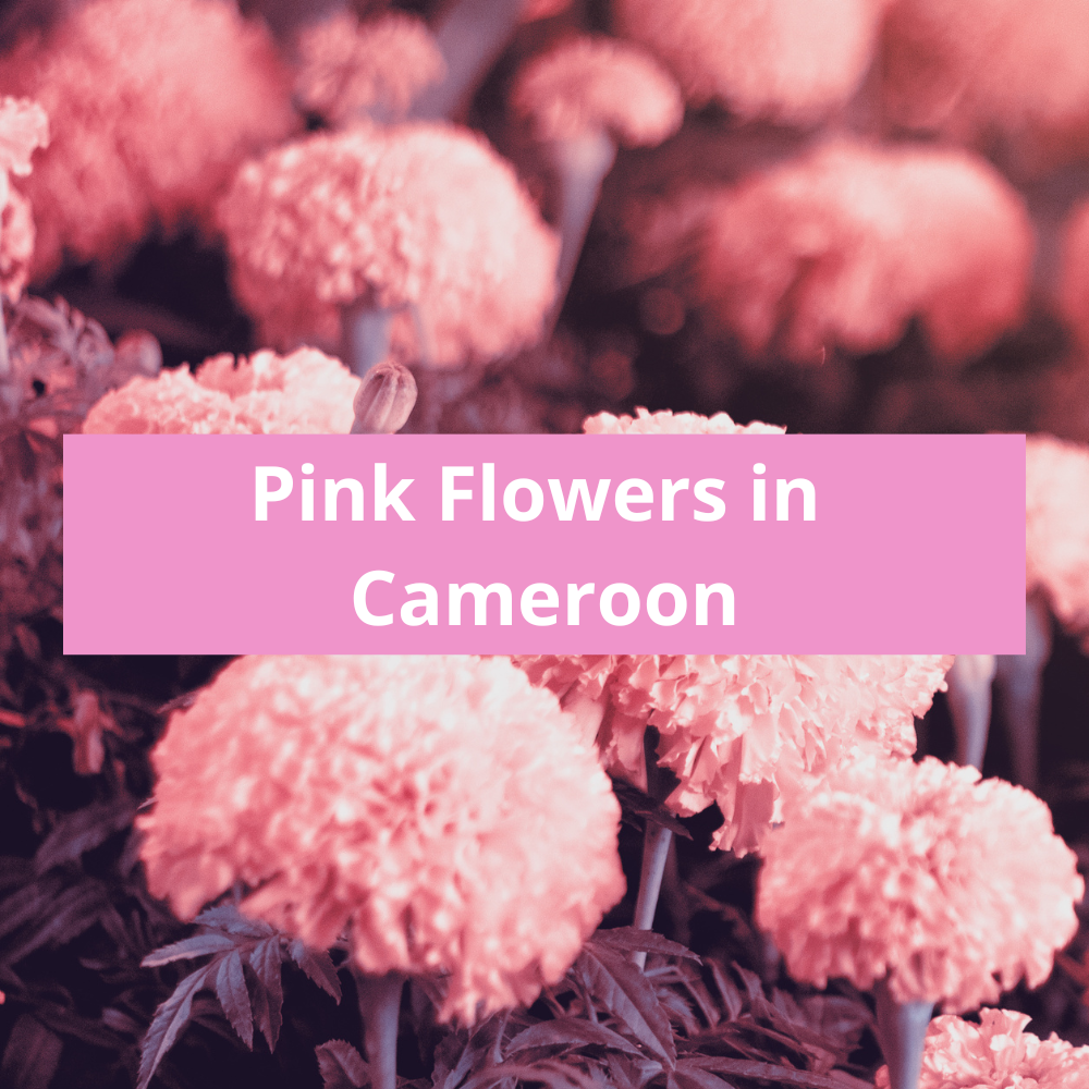 Pink Flowers in Cameroon