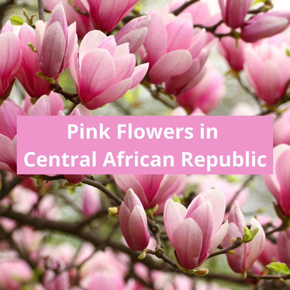 Pink-Flowers-in-Central-African-Republic