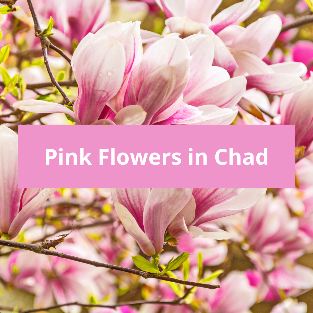 Pink-Flowers-in-Chad