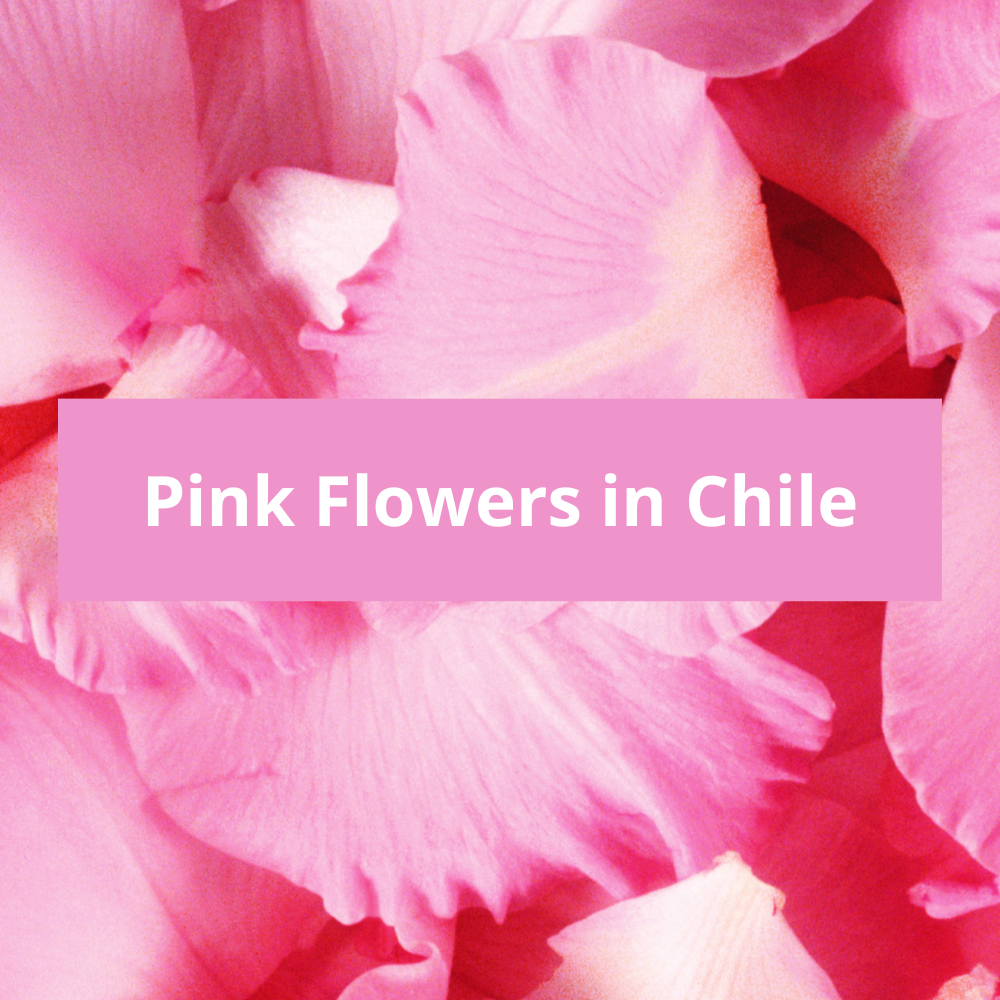 Pink-Flowers-in-Chile