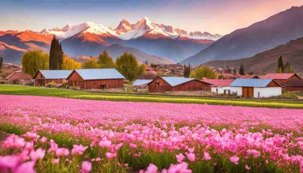 Pink Flowers in Chilean Culture Pink Flowers in Chilean Culture