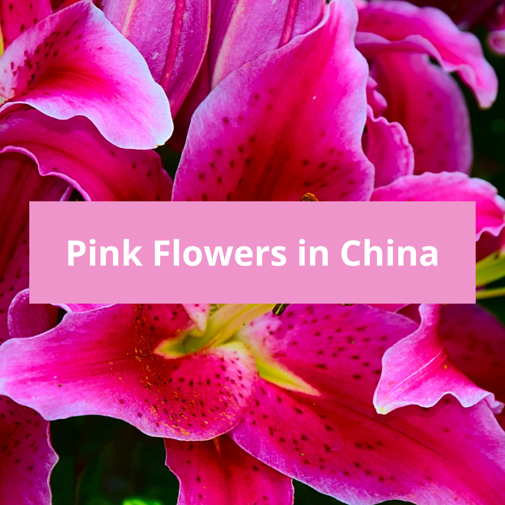 Pink-Flowers-in-China