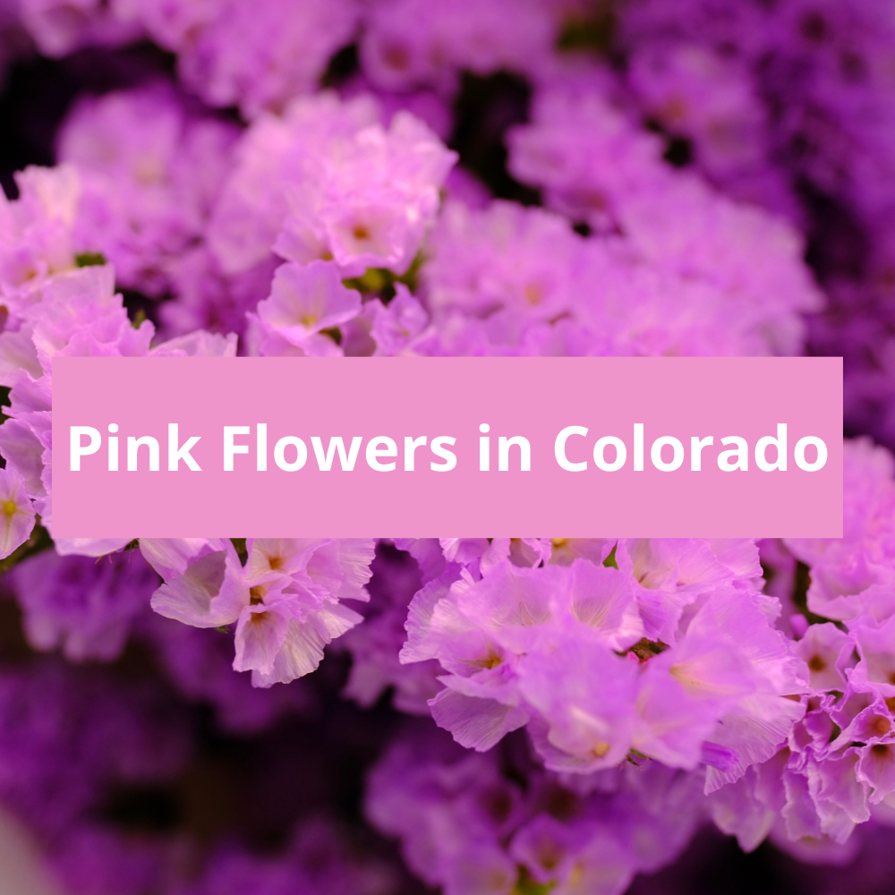 Pink-Flowers-in-Colorado