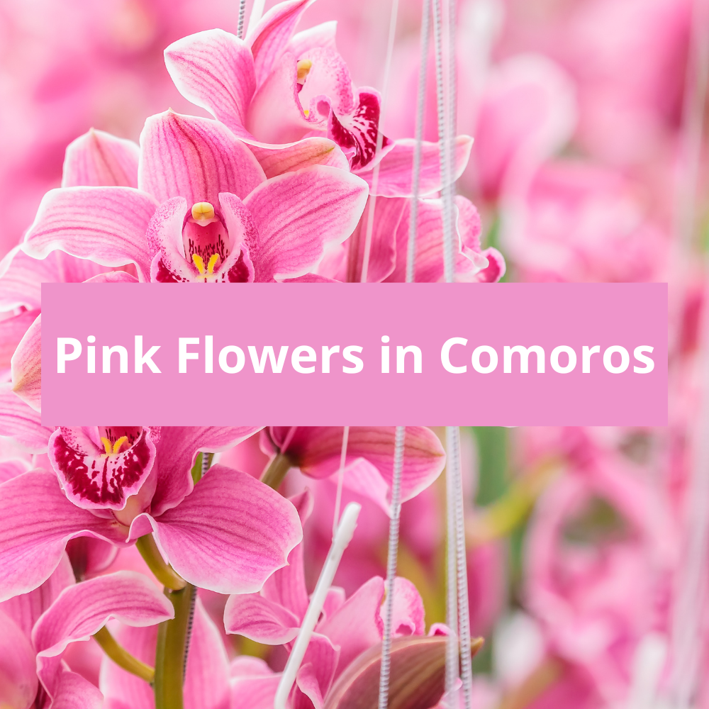 Pink-Flowers-in-Comoros
