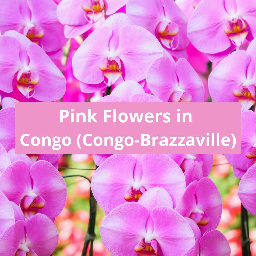 Pink-Flowers-in-Congo-(Congo-Brazzaville)