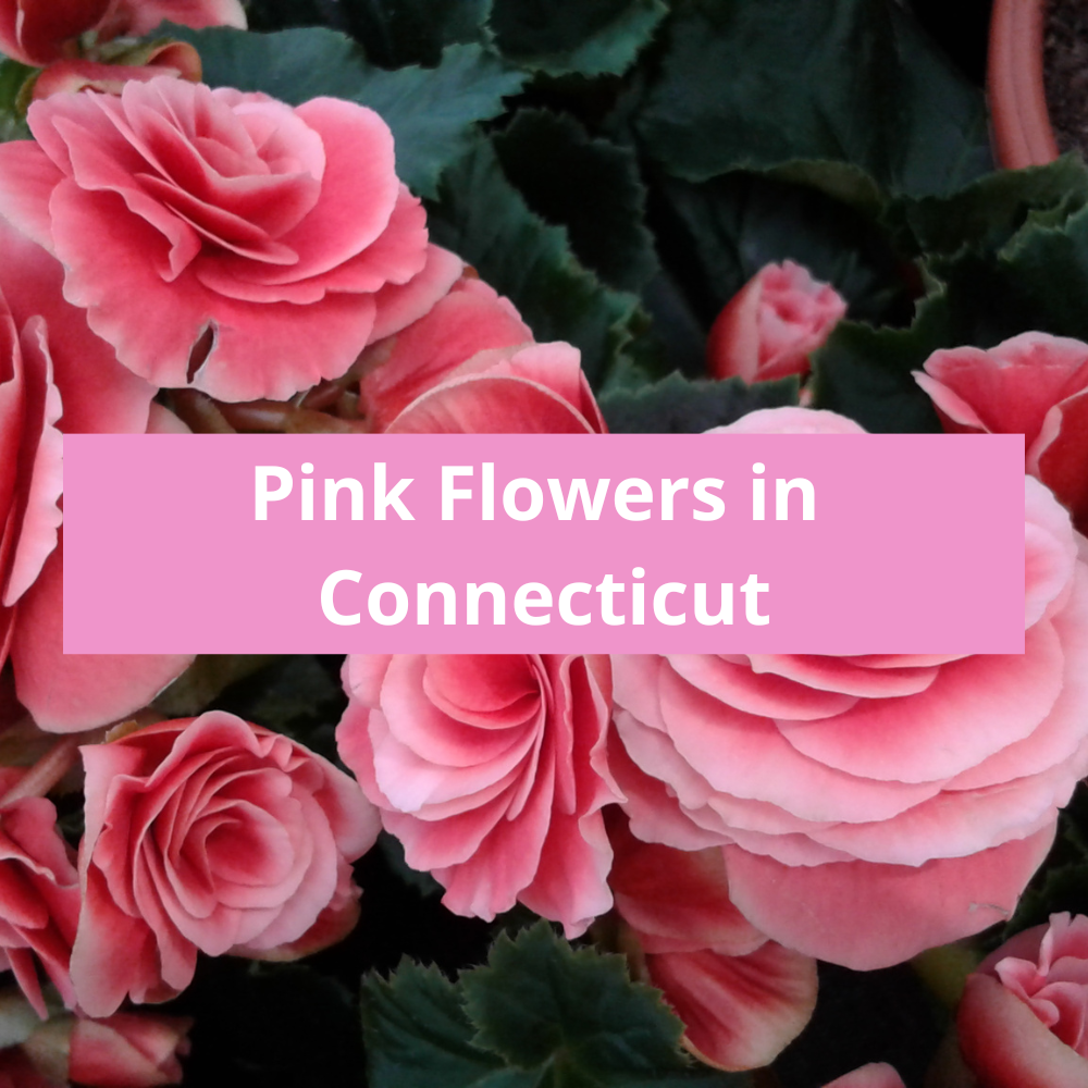 Pink-Flowers-in-Connecticut