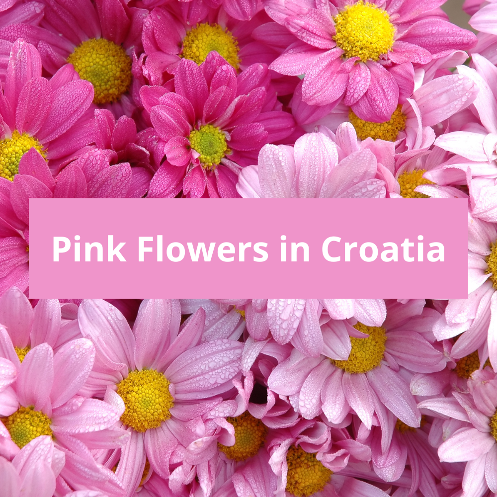 Pink-Flowers-in-Croatia