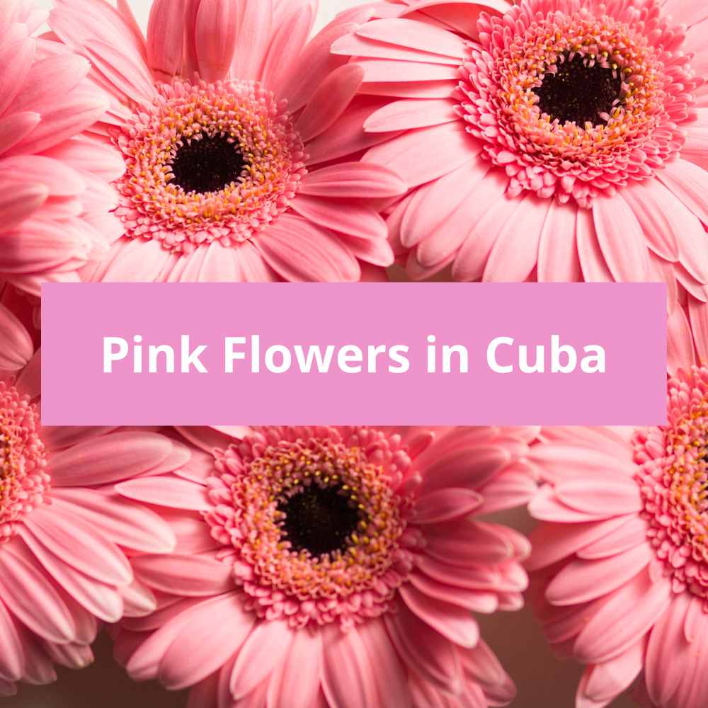 Pink-Flowers-in-Cuba