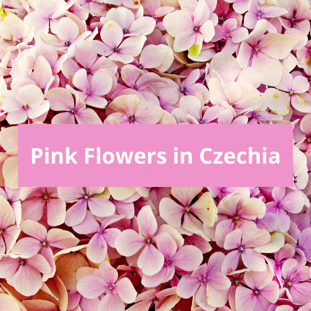 Pink-Flowers-in-Czechia