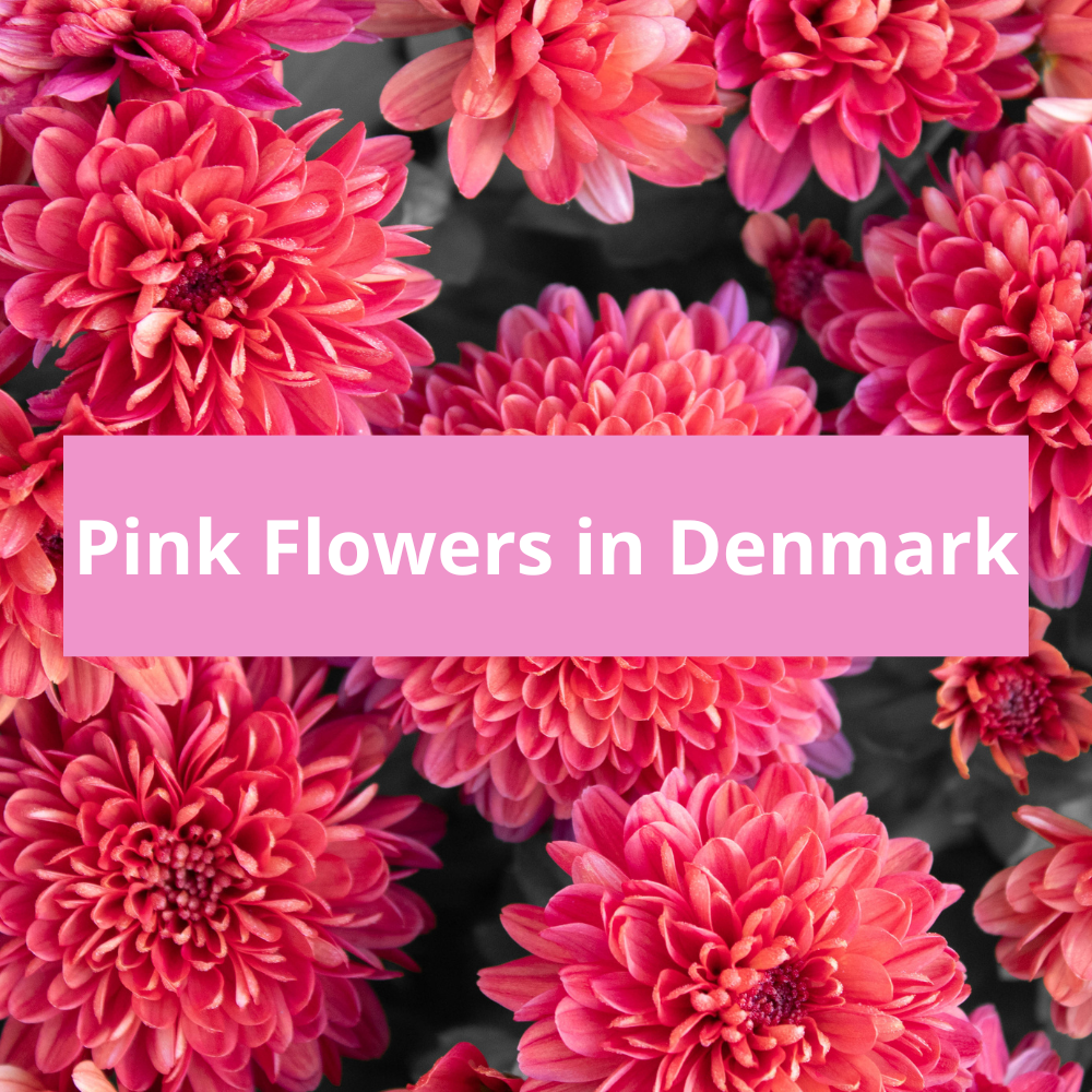 Pink-Flowers-in-Denmark