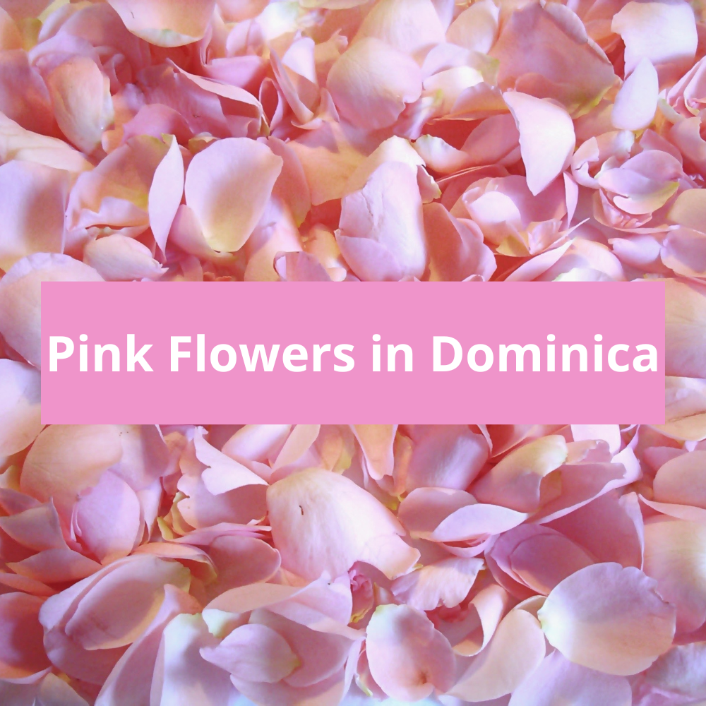 Pink-Flowers-in-Dominica