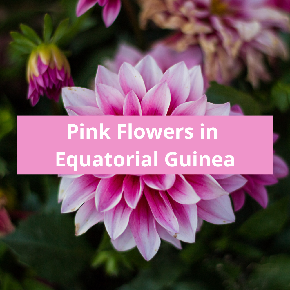 Pink-Flowers-in-Equatorial-Guinea