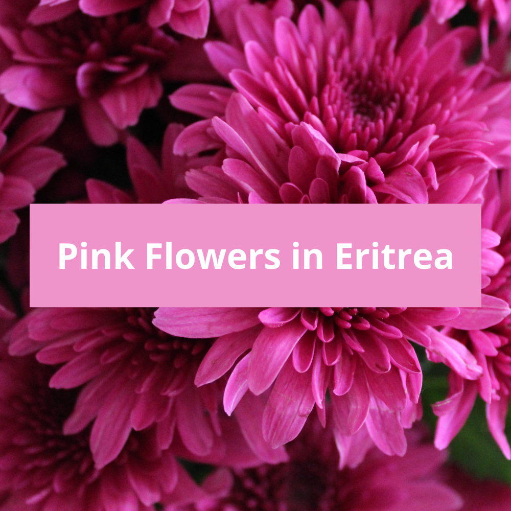 Pink-Flowers-in-Eritrea