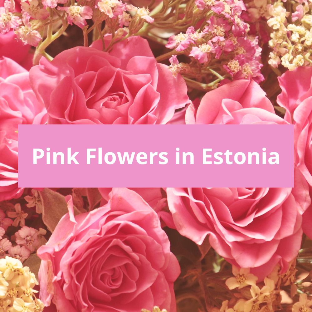 Pink-Flowers-in-Estonia