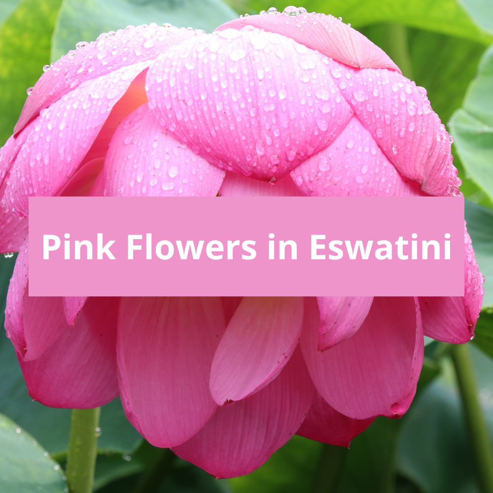 Pink-Flowers-in-Eswatini