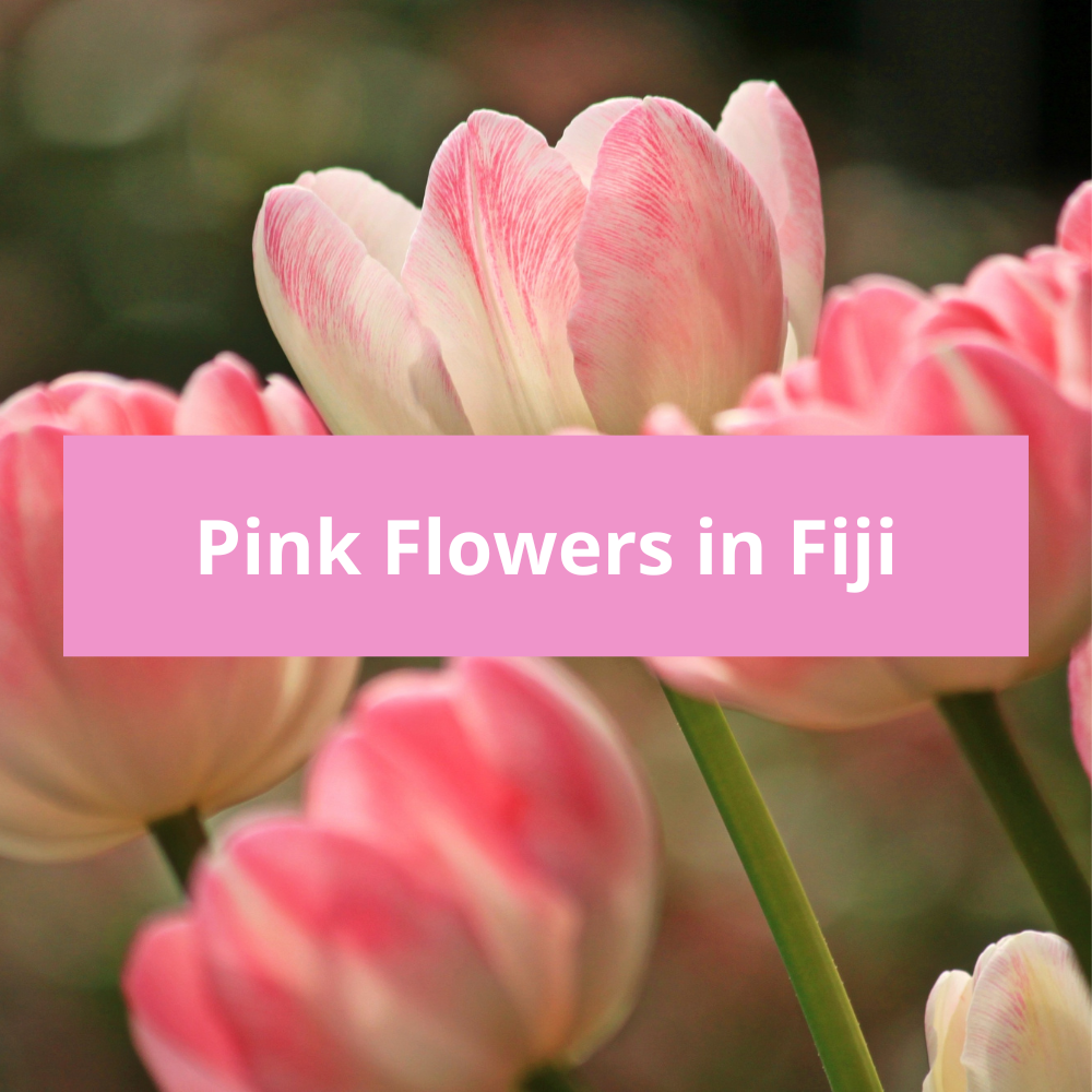 Pink-Flowers-in-Fiji