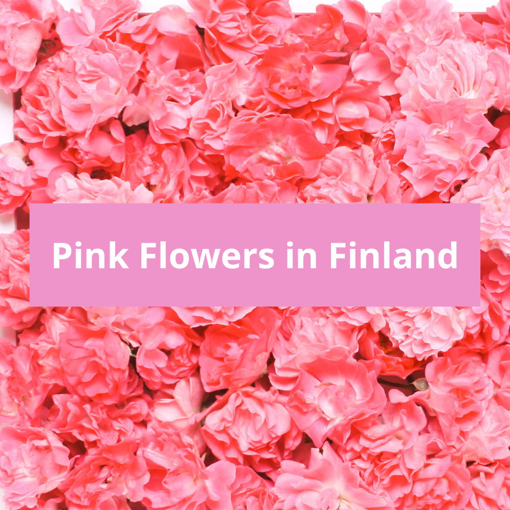 Pink-Flowers-in-Finland