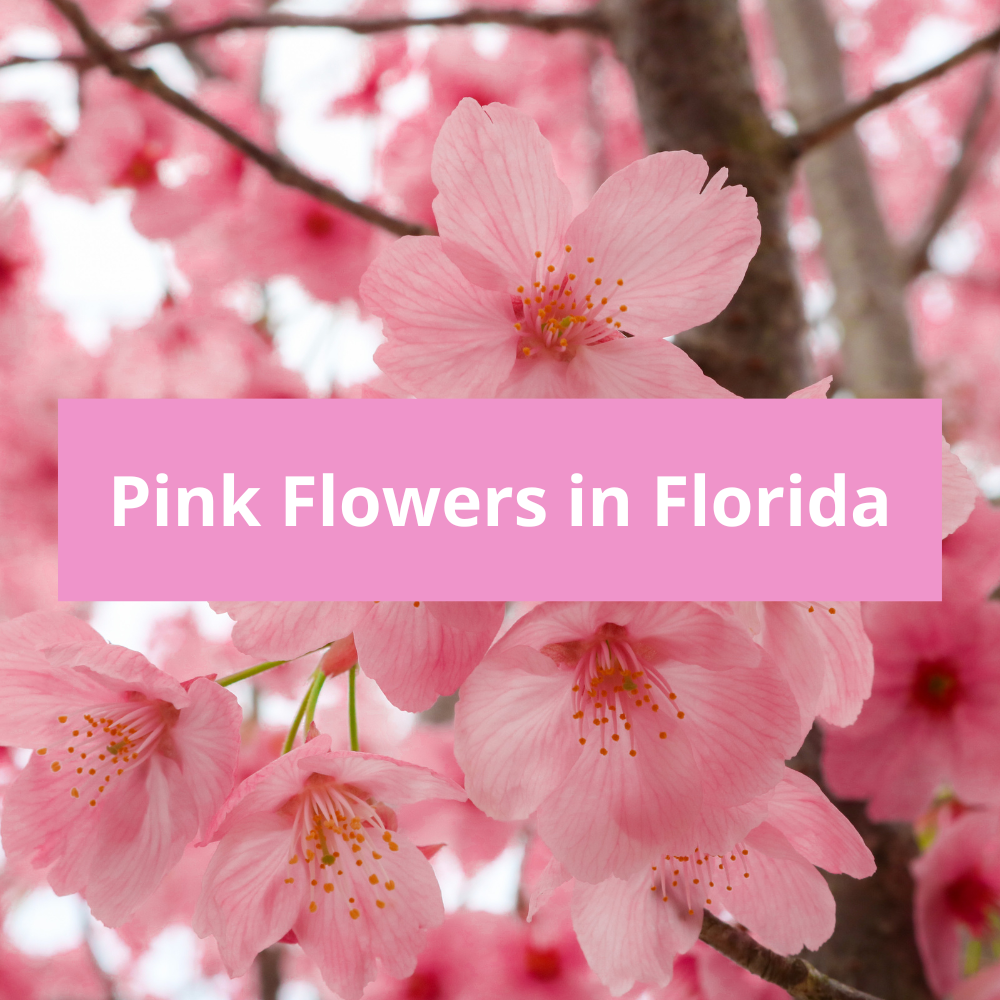 Pink-Flowers-in-Florida