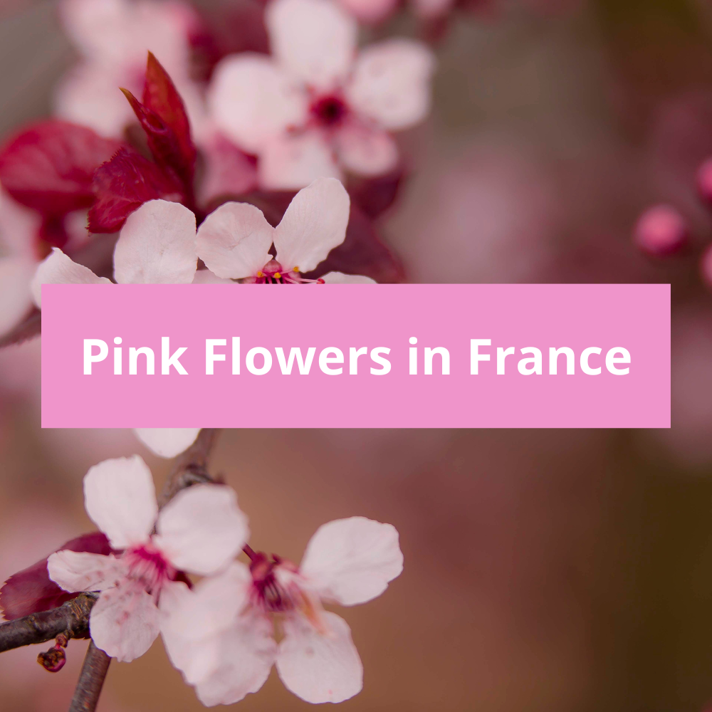 Pink-Flowers-in-France