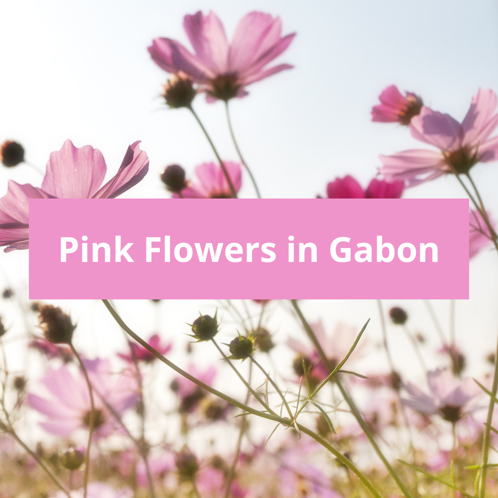 Pink-Flowers-in-Gabon